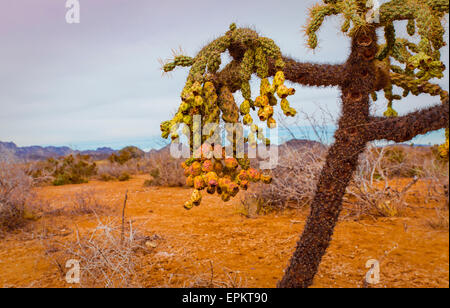 Chain fruit cholla is a type of native vegetation found in the Sonora Desert of Mexico and Arizona Stock Photo