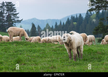 Dog shepherd guarding herd on traditional sheep grazing on hills in polish Tatra mountains,Poland. Stock Photo