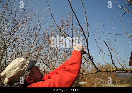 Apple tree pruning Stock Photo