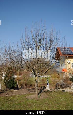 Apple tree pruning Stock Photo