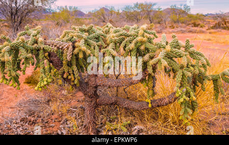 Low-growing cholla cactus native to the Sonora desert in North America Stock Photo