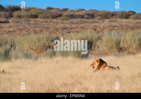 Lion (Panthera leo), male, lying in the grass, Kgalagadi Transfrontier Park, Northern Cape, South Africa, Africa Stock Photo