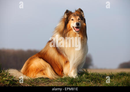 Portrait of Rough Collie sitting on a meadow Stock Photo