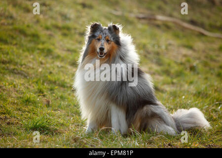 Portrait of Rough Collie sitting on a meadow Stock Photo