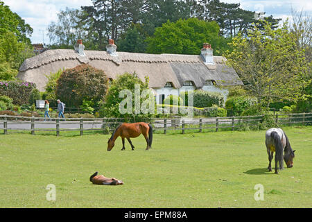 New Forest newborn foal napping in warm summer sunshine in front of cottage, sign text on thatched roof removed Swan Green Hampshire England UK Stock Photo
