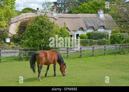 New Forest pony grazing on Swan Green with old thatched roof country cottages beyond Lyndhurst New Forest Hampshire landscape England UK Stock Photo