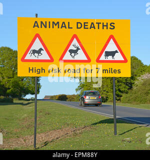 Road sign warning motorists of animal deaths to free roaming ponies deer & cattle on high risk road in New Forest National Park Hampshire England UK Stock Photo