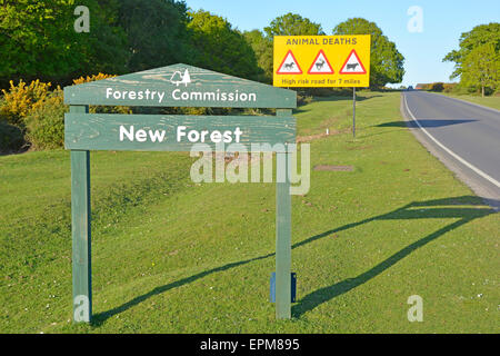 Road signs warning motorists of animal deaths to free roaming ponies deer & cattle on high risk road in New Forest National Park Hampshire England UK Stock Photo