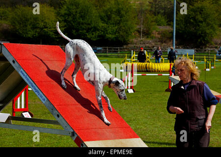 Highly trained domestic pet dog with its owner in an agility competition involving jumps and ramps Derbyshire England UK Stock Photo