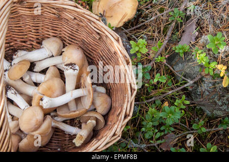Gypsy mushrooms in a wicker basket, in the forrest Stock Photo