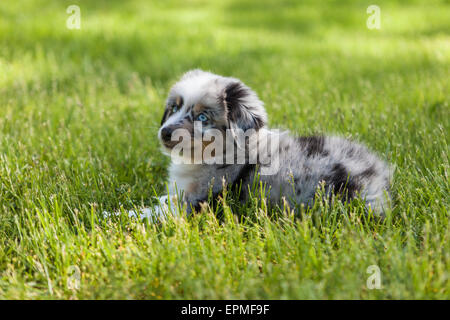 Australian Shepherd puppies are agile, energetic and mature into valued herding dogs and loyal companions who want to please. Stock Photo