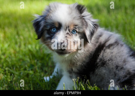 Australian Shepherd puppies are agile, energetic and mature into valued herding dogs and loyal companions who want to please. Stock Photo