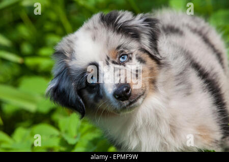 Australian Shepherd puppies are agile, energetic and mature into valued herding dogs and loyal companions who want to please. Stock Photo