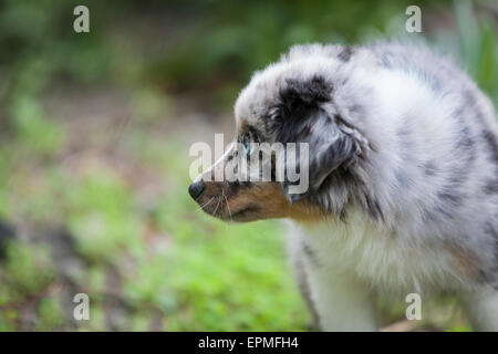 Australian Shepherd puppies are agile, energetic and mature into valued herding dogs and loyal companions who want to please. Stock Photo