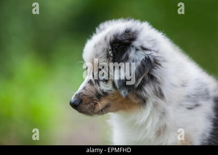 Australian Shepherd puppies are agile, energetic and mature into valued herding dogs and loyal companions who want to please. Stock Photo