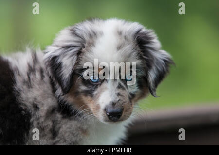 Australian Shepherd puppies are agile, energetic and mature into valued herding dogs and loyal companions who want to please. Stock Photo