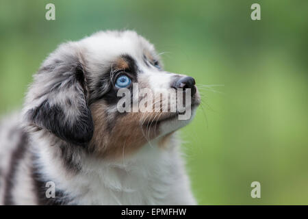 Australian Shepherd puppies are agile, energetic and mature into valued herding dogs and loyal companions who want to please. Stock Photo