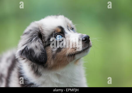 Australian Shepherd puppies are agile, energetic and mature into valued herding dogs and loyal companions who want to please. Stock Photo