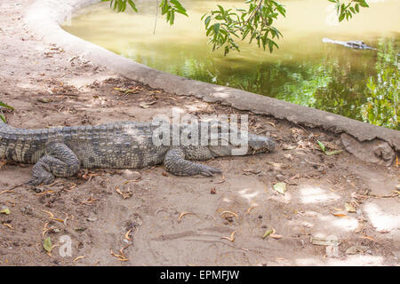 Crocodiles at a zoo, in thailand Stock Photo