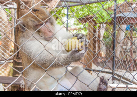 Monkey eating a mango, in koh samui, thailand Stock Photo