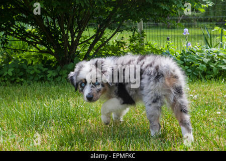 Australian Shepherd puppies are agile, energetic and mature into valued herding dogs and loyal companions who want to please. Stock Photo