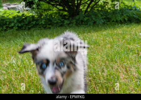 Australian Shepherd puppies are agile, energetic and mature into valued herding dogs and loyal companions who want to please. Stock Photo