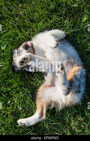 Australian Shepherd puppies are agile, energetic and mature into valued herding dogs and loyal companions who want to please. Stock Photo