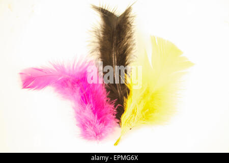 Purple, black and yellow easter feathers, isolated on white background Stock Photo