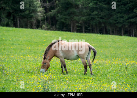 Przewalski horse (Equus ferus przewalskii) native to the steppes of Mongolia, central Asia grazing in grassland Stock Photo