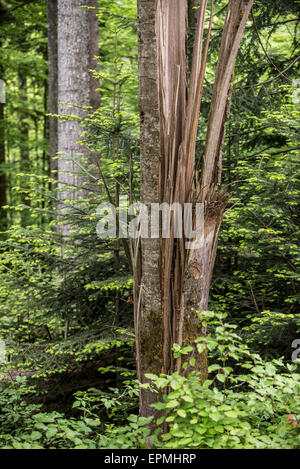 Storm damage in forest showing broken tree trunk, snapped by hurricane winds Stock Photo