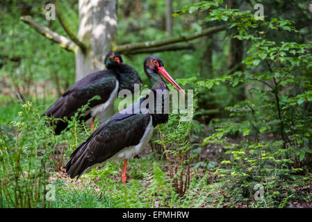 Two black storks (Ciconia nigra) resting in forest Stock Photo