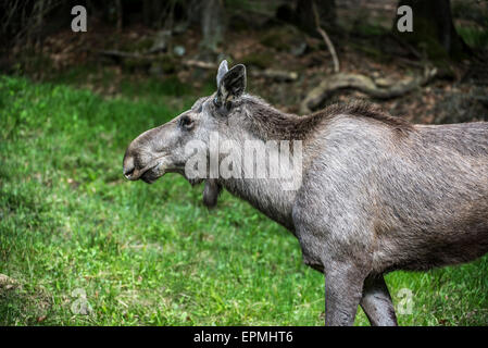 Moose (Alces alces) close up portrait of female / cow at forest edge Stock Photo