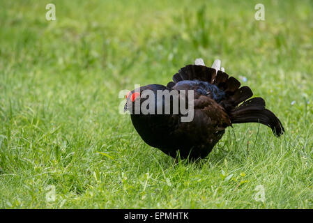 Black grouse (Lyrurus tetrix  / Tetrao tetrix) male displaying in grassland Stock Photo
