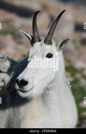 Mountain Goat (Oreamnos americanus), Adult Nanny, Rocky Mountains, Colorado USA Stock Photo