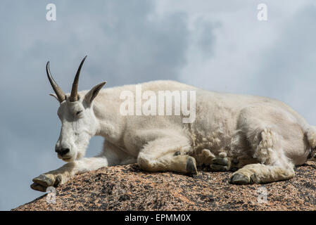 Mountain Goat (Oreamnos americanus), adult resting, Rocky Mountains, Colorado USA Stock Photo