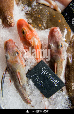 A selection of fresh fish including Gurnard in a fishmongers counter UK Stock Photo