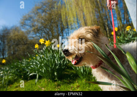 A woman and a small dog in a garden with trees in fresh leaf, and daffodils flowering. Stock Photo