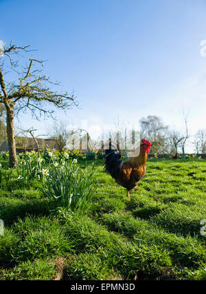 A hen on open ground. Farmhouse in the distance. Stock Photo