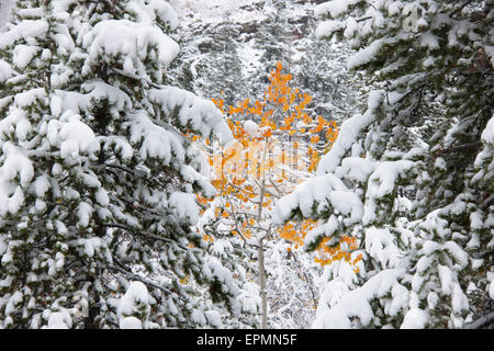 Pine trees with snow laden boughs, and a small aspen tree with vivid orange leaf colour. Stock Photo