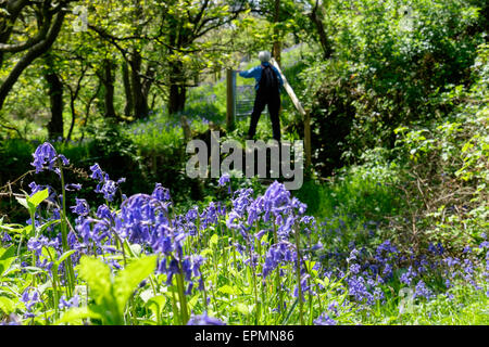 Country footpath through Bluebells with person walking to a gate in rural Bluebell woodland in spring. Rhydwyn Isle of Anglesey North Wales UK Britain Stock Photo