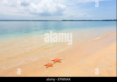 Two sea starfish on the tropical sand Stock Photo