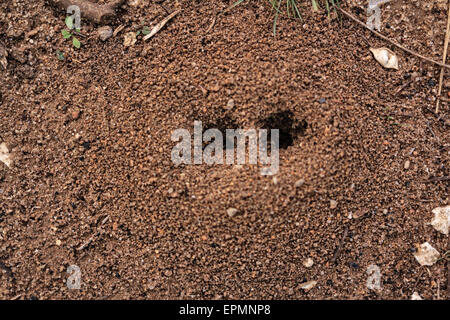 Anthill closeup. Photographed on a sunny day in the street. Colonial ...