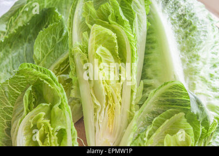 A pile of green,tasty, romaine lettuces Stock Photo