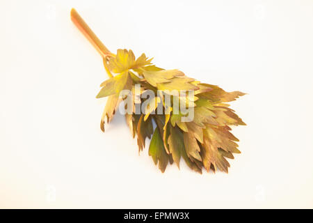Earley, young, spring Levisticum officinal lovage, isolated on white background Stock Photo