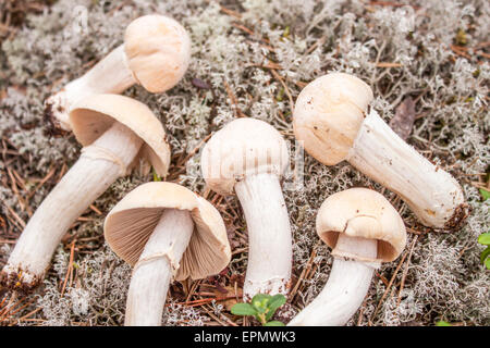 Young white gypsy mushrooms, deep in the forrest Stock Photo
