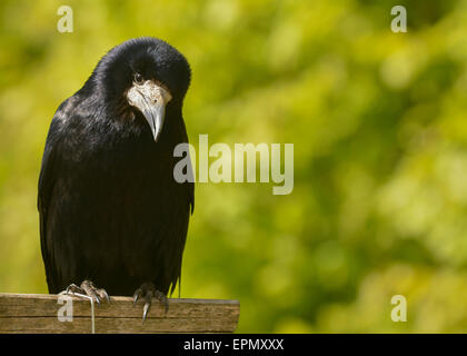 Portrait of rook against green soft focus background with copyspace Stock Photo