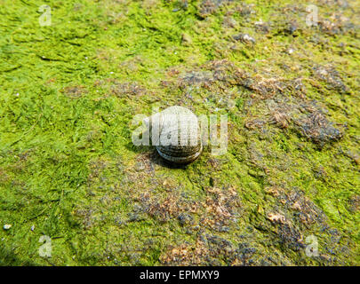 A single common periwinkle snail on a green algae covered rock. Stock Photo