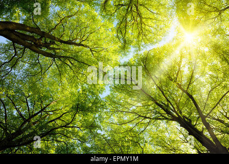 The warm spring sun shining through the canopy of tall beech trees Stock Photo