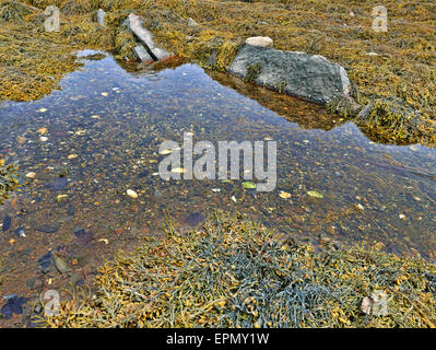 A small pool of salt water at low tide with rocks and seaweed. Stock Photo