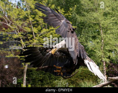 American Bald eagle (Haliaeetus leucocephalus) in flight during a bird demonstration at Avifauna Bird Zoo, Alphen,  Netherlands Stock Photo